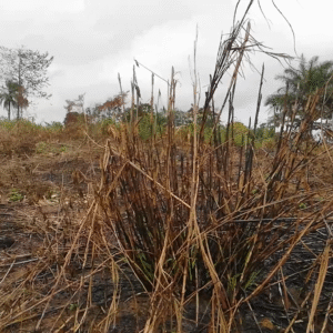 Terrain titré situé à Nkolnda II au lieu dit Metcha'ayat