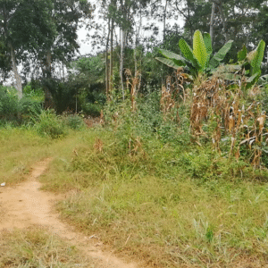 Terrain Titré situé à Elendé derrière Nsymalen